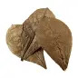 Folhas De Catappa nano 12 Unid. Hobby Folhas De Catappa nano 12 Unid. Hobby