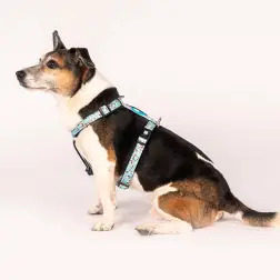 Peitoral "unicorn" Max&Molly - XS - Até 9kg/Circunf. Peito: 32-40cm - 1040180536