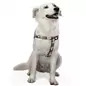Peitoral Joe Cool Snoopy