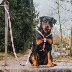 Peitoral "Retro Pink" Max&Molly - XS - Até 9kg/Circunf. Peito: 32-40cm #2 - 1040180546