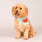 Max & Molly - Bandana "watermelon" - S Max&Molly Max & Molly - Bandana "watermelon" - S Max&Molly