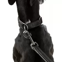 Coleira em Pele para Galgo Trixie - XS - 21-26cm/40mm #1 - 1040080921