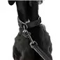 Coleira em Pele para Galgo Trixie