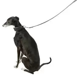 Coleira em Pele para Galgo Trixie - XS - 21-26cm/40mm #4 - 1040080921
