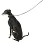 Coleira em Pele para Galgo Trixie