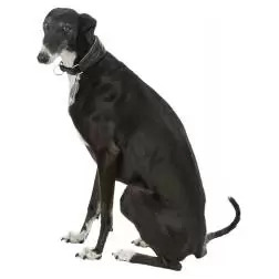 Coleira em Pele para Galgo Trixie - XS - 21-26cm/40mm #5 - 1040080921