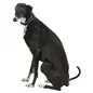 Coleira em Pele para Galgo Trixie