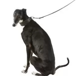 Coleira em Pele para Galgo Trixie - XS - 21-26cm/40mm #7 - 1040080921