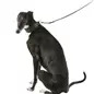 Coleira em Pele para Galgo Trixie