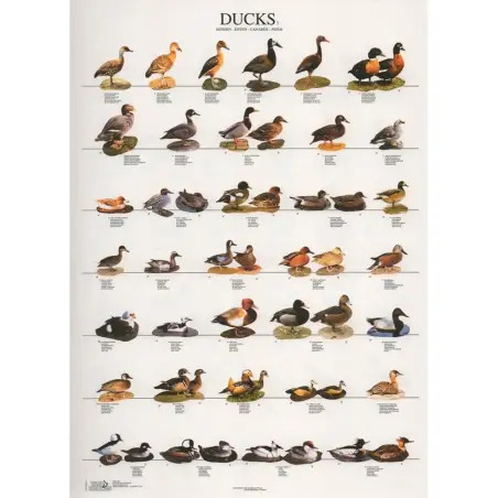 Poster Patos 1 ducks 1 Van Keulen - 1040320069