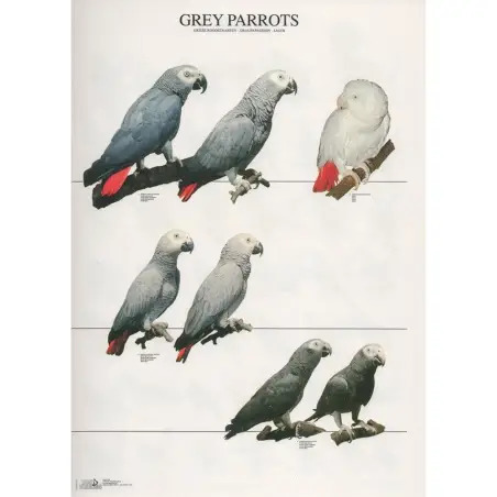 Poster Papagaios Cinzentos grey Parrots Van Keulen - 1040320065