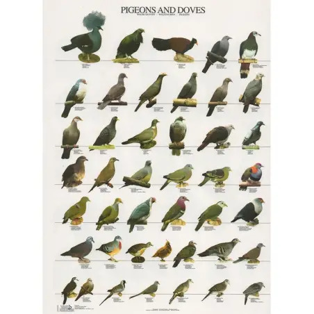 Poster Pombos E Rolas Van Keulen - 1040320076