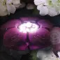 Flower Led Basic 3,5w Sicce Flower Led Basic 3,5w Sicce