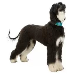Coleira em Pele "Active Comfort" para Galgo Trixie - XS - 21-26cm/40mm #3 - 1040080916