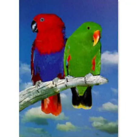 Poster Ecletus Van Keulen - 1040320050