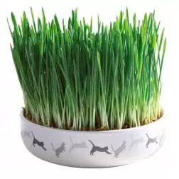 Gamela Ceramica Com Erva De Gato 15 Cm / 50 Gr Trixie - 1040090413