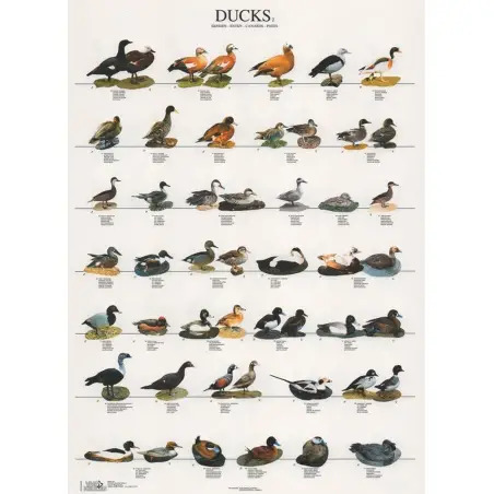 Poster Patos 2 ducks 2 Van Keulen - 1040320071