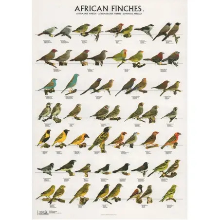 Poster Diamantes Africanos 2 african Finches 2 Van Keulen - 1040320046
