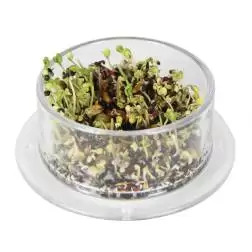 Comedouro P/ Germinado Redondo C/ Base emb. C/ 10 Diversas - 1040090711