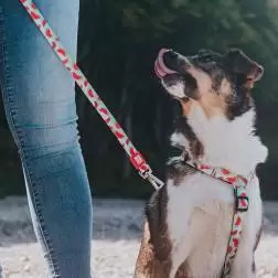 Peitoral "Watermelon" Max&Molly - XS #6 - 1040180514