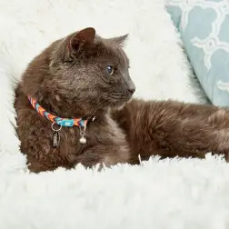 Coleira com ID Tag "Summertime" para Gato Max&Molly #2 - 1040080696