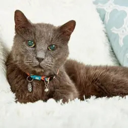 Coleira com ID Tag "Summertime" para Gato Max&Molly #3 - 1040080696