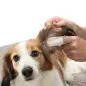 Dedeiras Suaves P/ Limpeza De Orelhas 50 Unid. Trixie