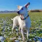 Coleira com ID Tag "Playtime"