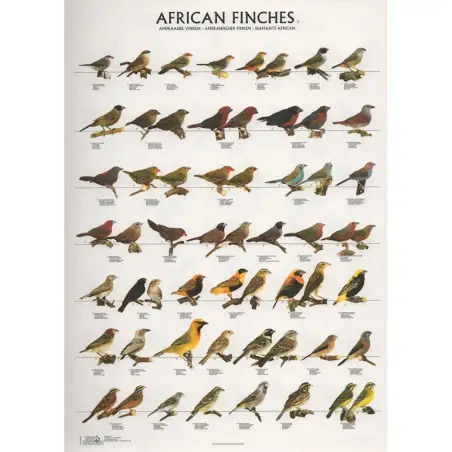 Poster Diamantes Africanos 1 african Finches 1 Van Keulen - 1040320044