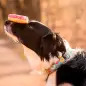 Coleira com ID Tag "Donuts" Coleira com ID Tag "Donuts"