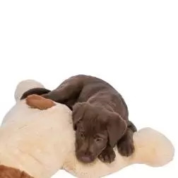 Cao Mascote Xxl Em Pelucia 75 Cm bege/castanho Trixie - 1040061113