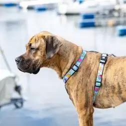 Max & Molly - Peitoral "blue Ocean" tam. Xs Max&Molly - 1040180783