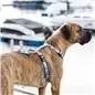 Max & Molly - Peitoral "blue Ocean" tam. Xs Max&Molly Max & Molly - Peitoral "blue Ocean" tam. Xs Max&Molly