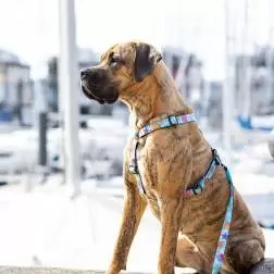 Max & Molly - Peitoral "blue Ocean" tam. Xs Max&Molly #2 - 1040180783