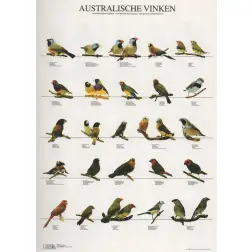 Poster Diamantes Da Australia australische Vinke Van Keulen - 1040320080