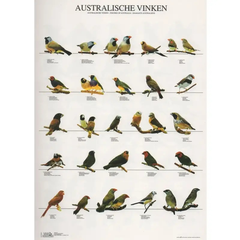 Poster Diamantes Da Australia australische Vinke Van Keulen