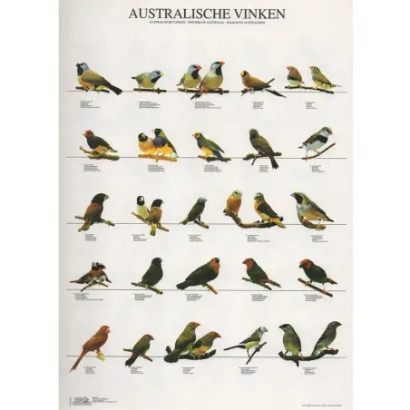 Poster Diamantes Da Australia australische Vinke Van Keulen - 1040320080