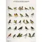 Poster Diamantes Da Australia australische Vinke Van Keulen