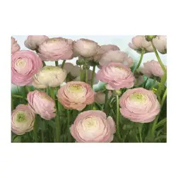 Poster para Parede Gentle Rose 368x254cm Komar - 1160480029