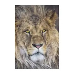 Poster para Parede Lion 127x184cm Komar - 1160480074