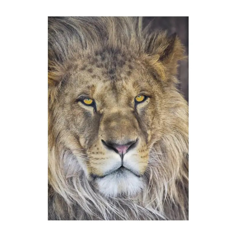 Poster para Parede Lion 127x184cm Komar