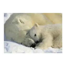 Poster para Parede Polar Bears Ng 184x127cm Komar - 1160480064
