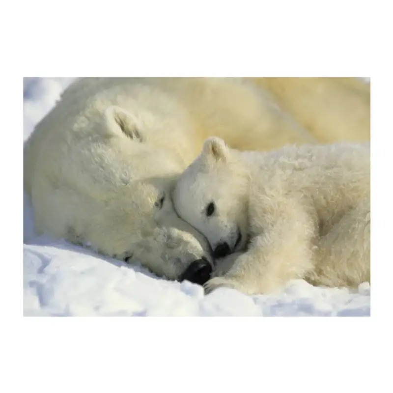 Poster para Parede Polar Bears Ng 184x127cm Komar