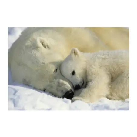 Poster para Parede Polar Bears Ng 184x127cm Komar - 1160480064