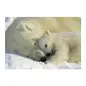 Poster para Parede Polar Bears Ng 184x127cm Komar