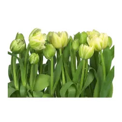 Poster para Parede Tulipas 368x254cm Komar - 1160480031
