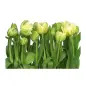 Poster para Parede Tulipas 368x254cm Komar