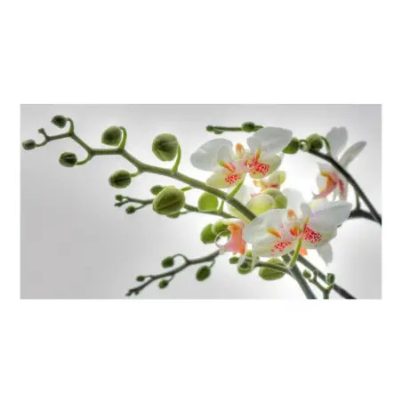 Poster para Parede Orchidee 184x127cm Komar - 1160480066