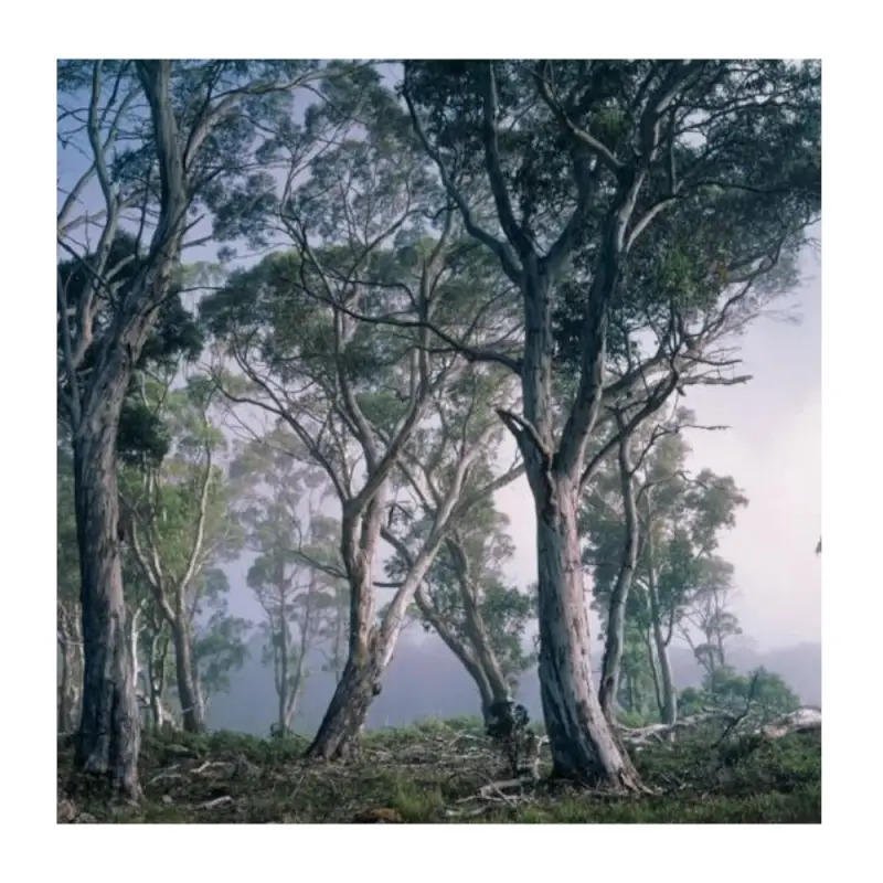 Poster para Parede Fantasy Forest 368x254cm Komar