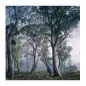 Poster para Parede Fantasy Forest 368x254cm Komar